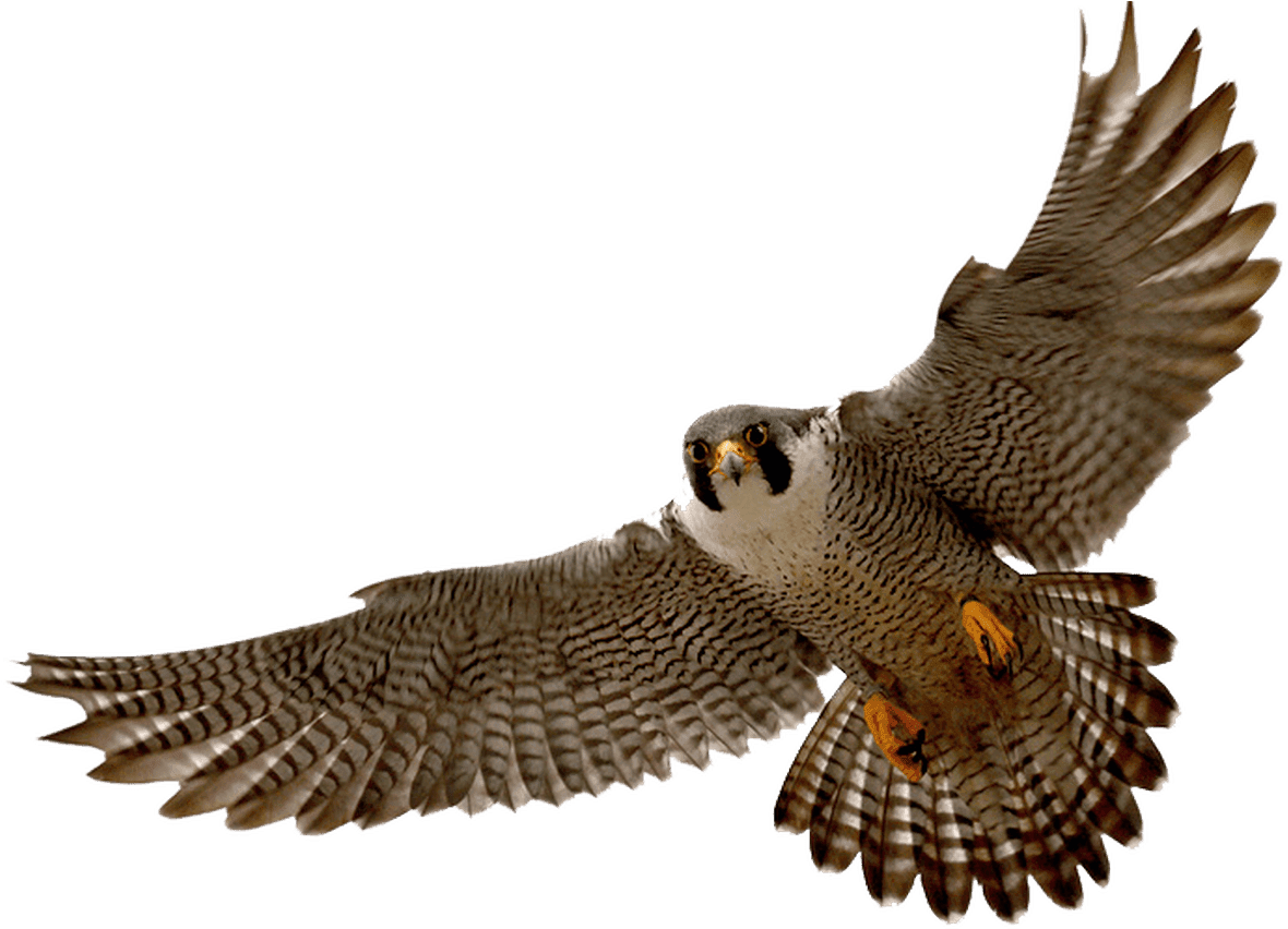 Prairie Falcon Clipart Transparent Pencil And In Color - Prairie Falcon Clipart Transparent Pencil And In Color - Transparent PNG Free Download | PNGio
