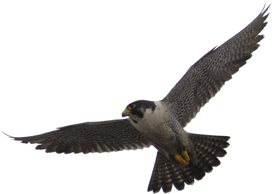 Falcon Png Vector - Flying Falcon Png - Transparent PNG Free Download | PNGio