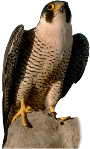 Falcon Png - Transparent Background Falcon Png - Transparent PNG Free Download | PNGio