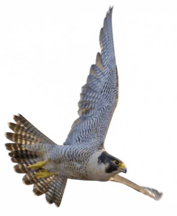 Falcon Download Transparent Png Image - Saudi Arabia Peregrine Falcon - Transparent PNG Free Download | PNGio