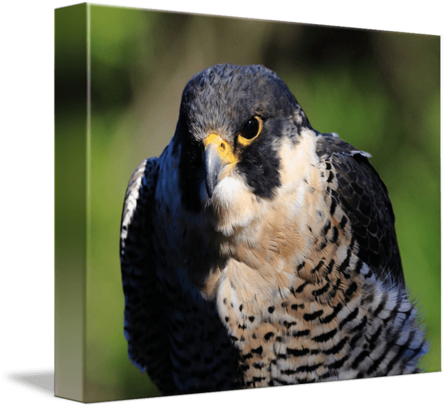 Peregrine Falcon Png Transparent - Peregrine Falcon - Transparent PNG Free Download | PNGio