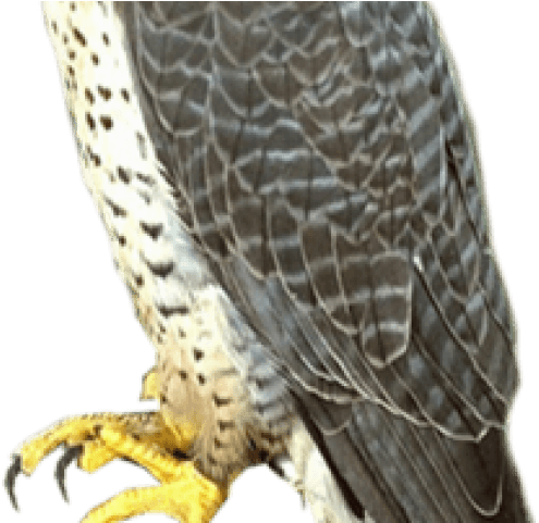 Falcon Png Transparent Images - Falcon Png - Transparent PNG Free Download | PNGio