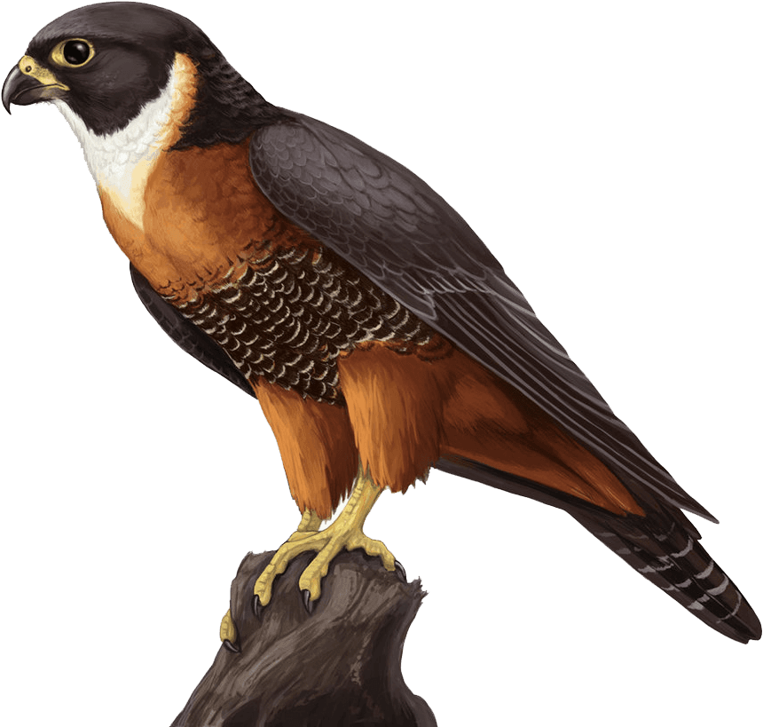 Falcon Animals Sticker - Falcon Png - Transparent PNG Free Download | PNGio