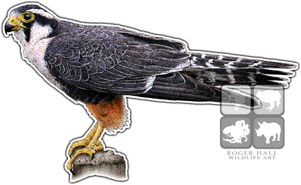 Aplomado Falcon Decal - Falcon - Transparent PNG Free Download | PNGio
