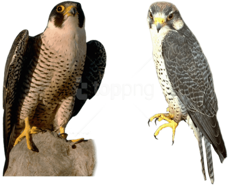 Free Png Download Falcon Png Images Background Png - Falcon Gif Transparent - Transparent PNG Free Download | PNGio