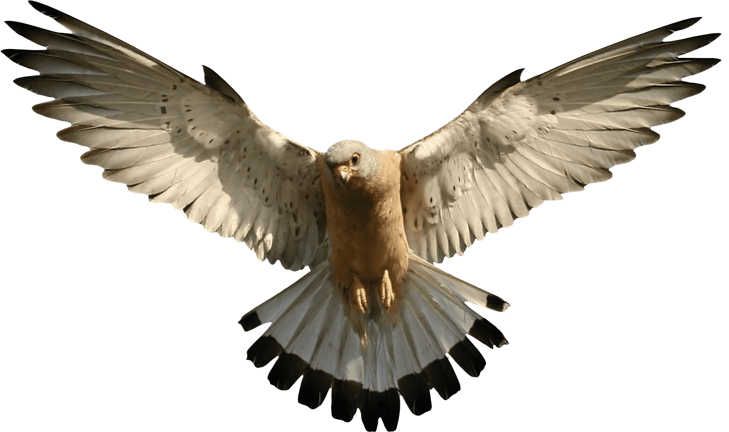 Eagle Png Image Download Png Image - Falcon Transparent - Transparent PNG Free Download | PNGio