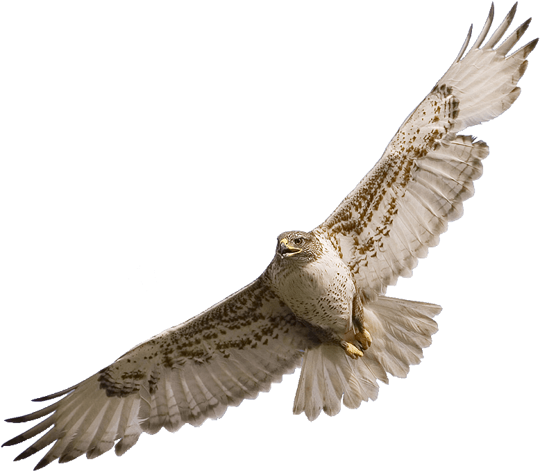 Hawk Flying Clipart Hawk In Flight Clipart Kid ❤ Liked - Falcon Png - Transparent PNG Free Download | PNGio