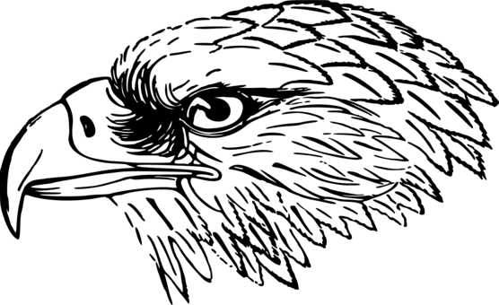 Bald Eagle White Tailed Eagle Bird Black And White - Falcon Black And White Clip Art - Transparent PNG Free Download | PNGio