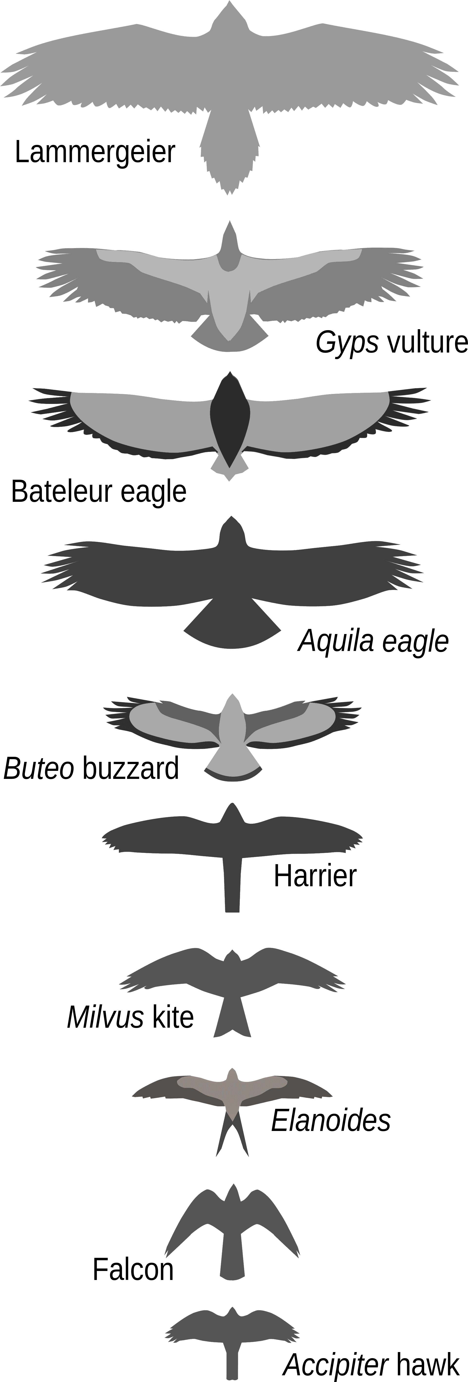 Open - Falcon Bird Size Comparison - Transparent PNG Free Download | PNGio