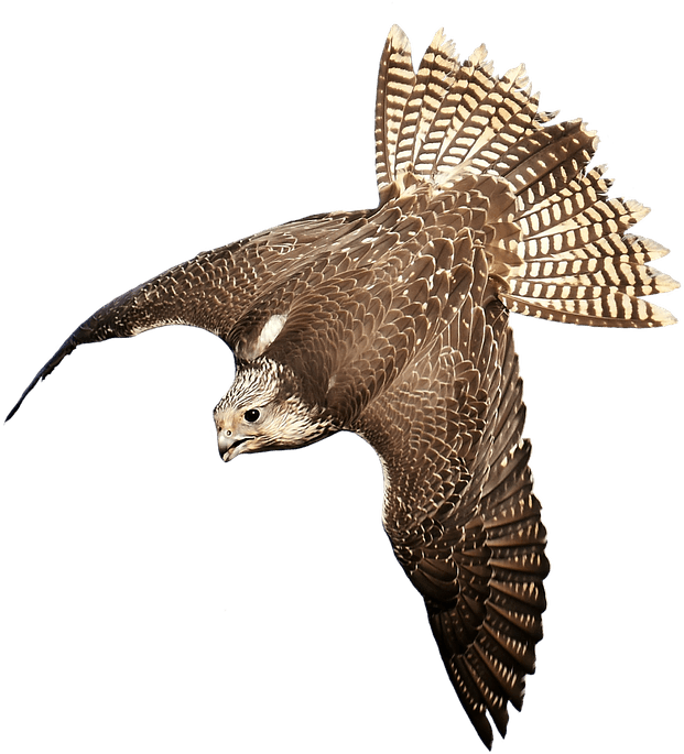 Download Free Falcon Birds Png Transparent Images Transparent - Bird Of Prey Transparent - Transparent PNG Free Download | PNGio