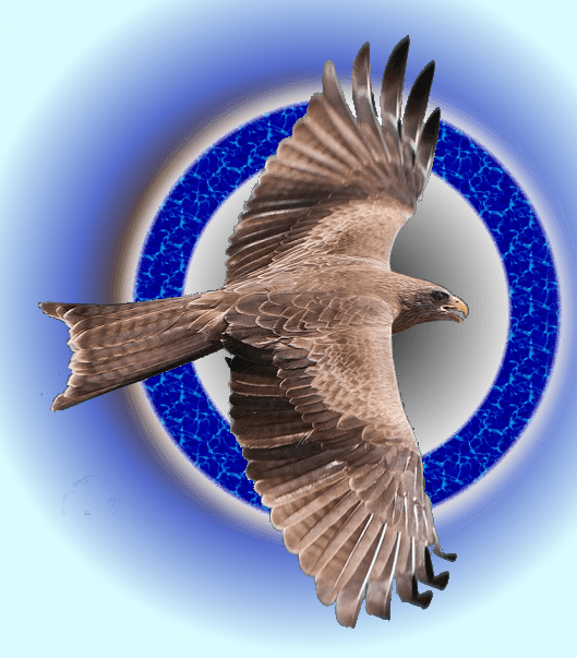 Discover Ideas About Peregrine Falcon - Northern Harrier - Transparent PNG Free Download | PNGio