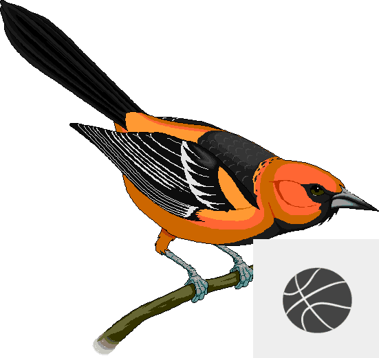 Rocky Grove High School Varsity Girls Basketball Schedule - Maryland State Bird - Free Transparent PNG Clipart Images Download. ClipartMax.com - Transparent PNG Free Download | PNGio