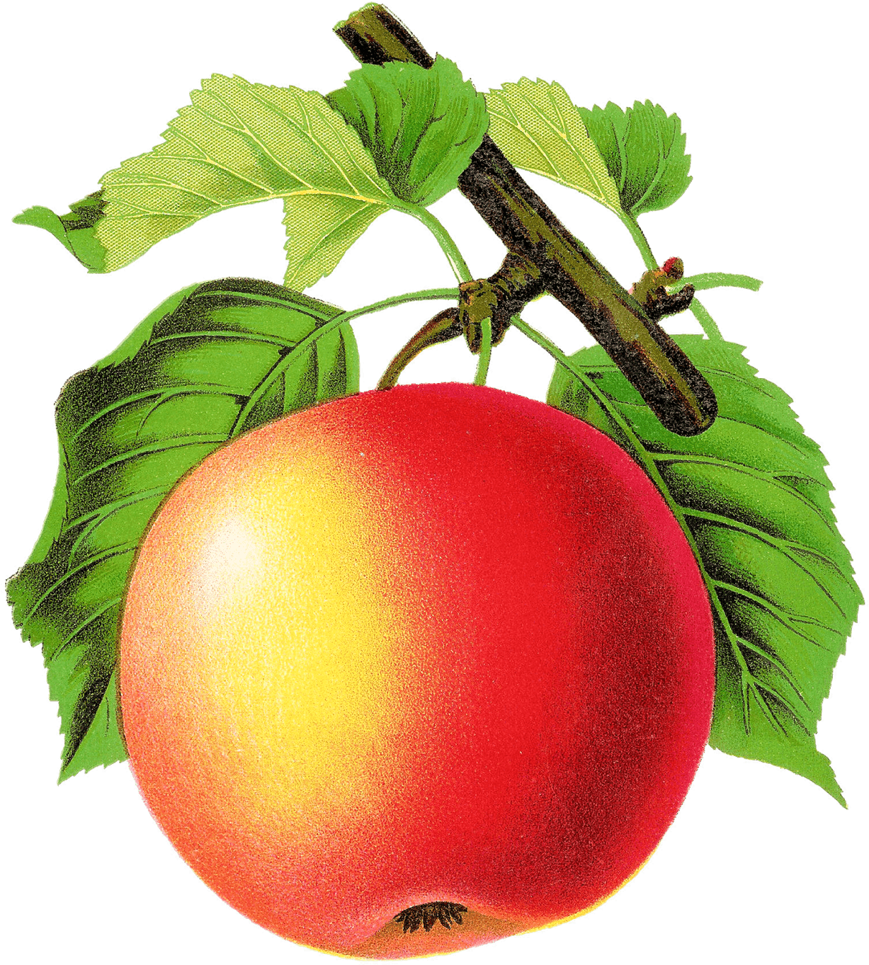 Digital Vintage Apple Clipart Downloads - Vintage Apple Png - Free Transparent PNG Clipart Images Download. - Transparent PNG Free Download | PNGio