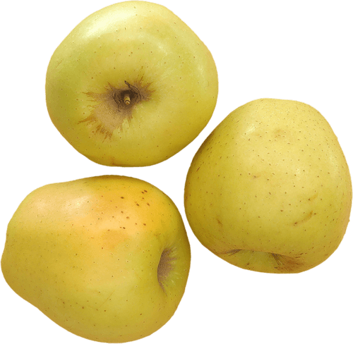 Lumik Kitspringmeeting El6 1 - Apple - Free Transparent PNG Clipart Images Download. - Transparent PNG Free Download | PNGio