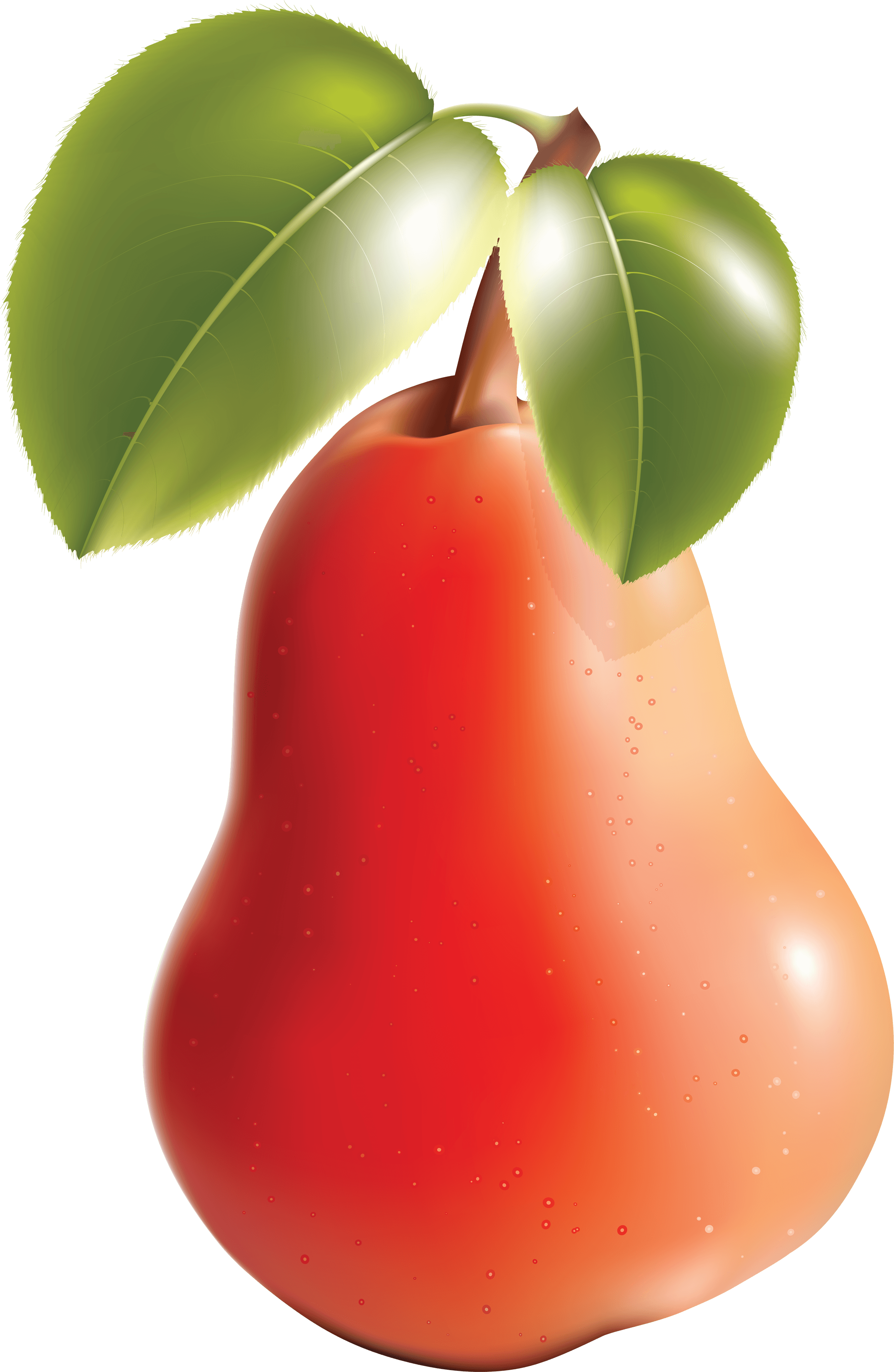 Pear Png Image - Pear And Apple Vector - Free Transparent PNG Clipart Images Download. - Transparent PNG Free Download | PNGio