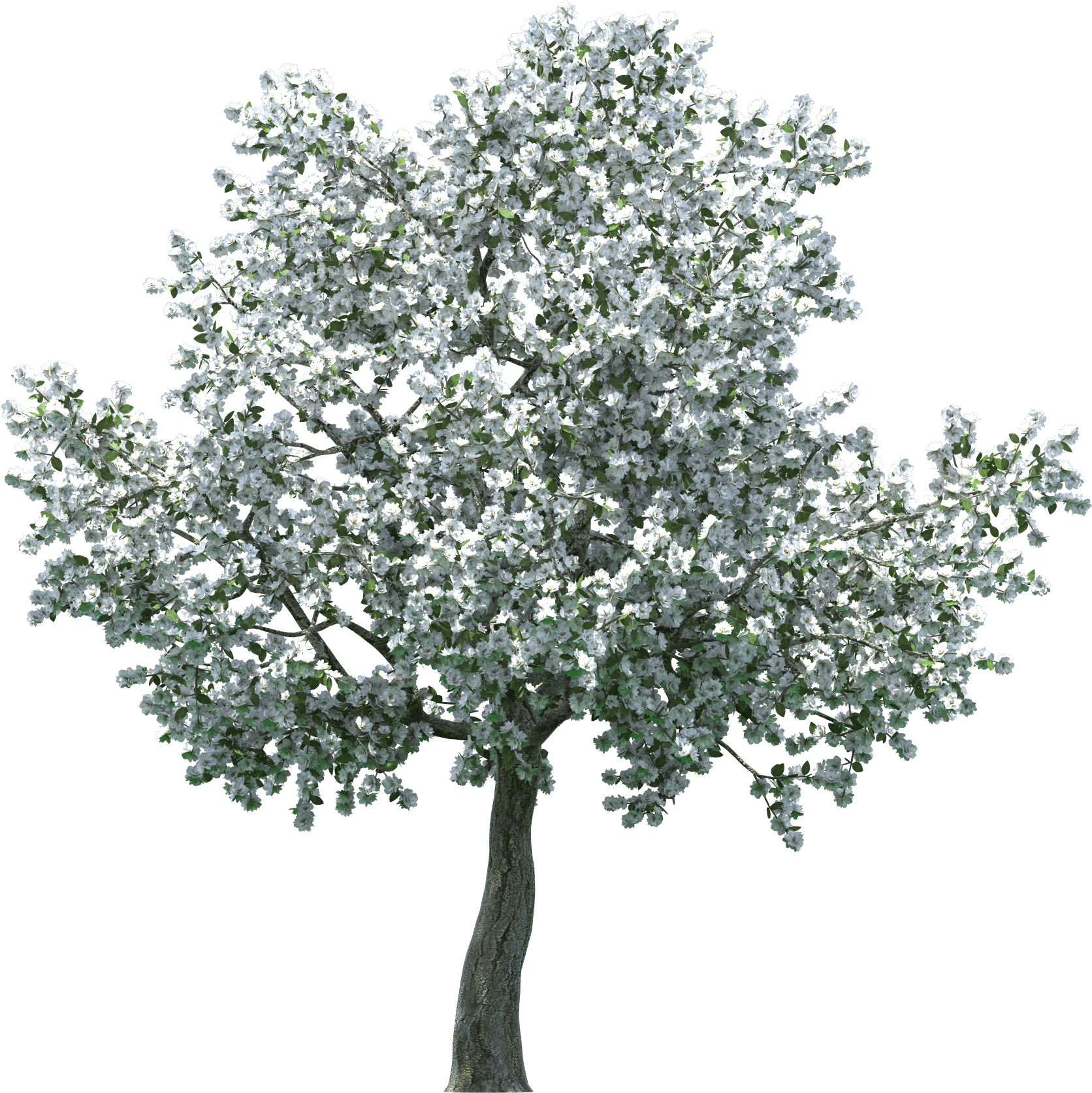 Realistic Blossom Tree Png Clip Art - Apple Blossom Tree Png - Free Transparent PNG Clipart Images Download. - Transparent PNG Free Download | PNGio