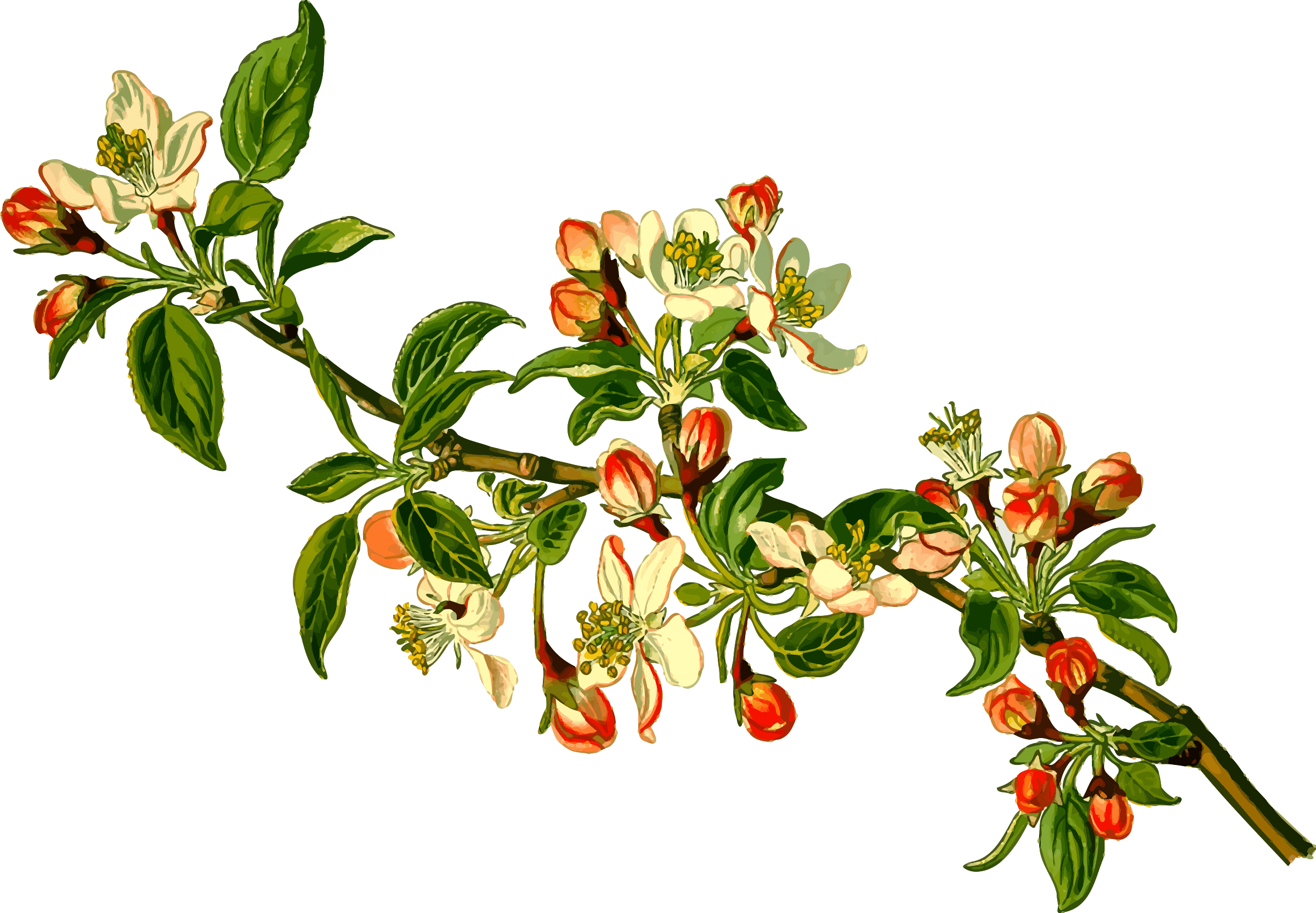 Big Image - Apple Tree Png - Free Transparent PNG Clipart Images Download. - Transparent PNG Free Download | PNGio