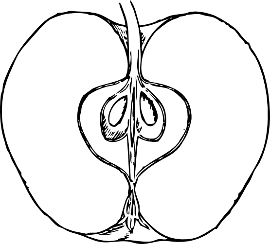 Apple In Cross Section Black White Line Art 555px - Cross Section Of An Apple - Free Transparent PNG Clipart Images Download. - Transparent PNG Free Download | PNGio