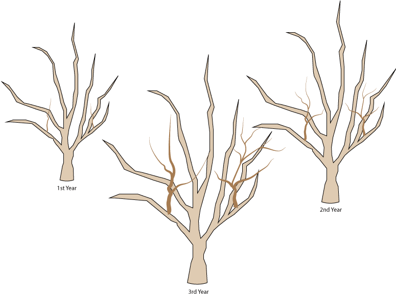 Crabapple Pruning- Water Sprout Growth 1st 3 Years - Crab Apple Tree Pruning - Free Transparent PNG Clipart Images Download. - Transparent PNG Free Download | PNGio