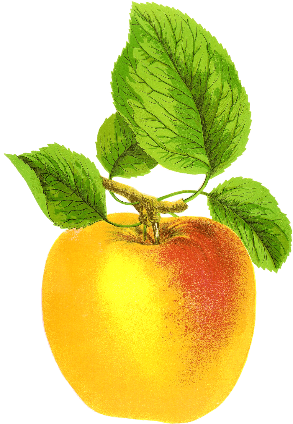 Free Digital Fruit Images Vintage Clip Art Apple Grime's - Vintage Apple Free - Free Transparent PNG Clipart Images Download. - Transparent PNG Free Download | PNGio