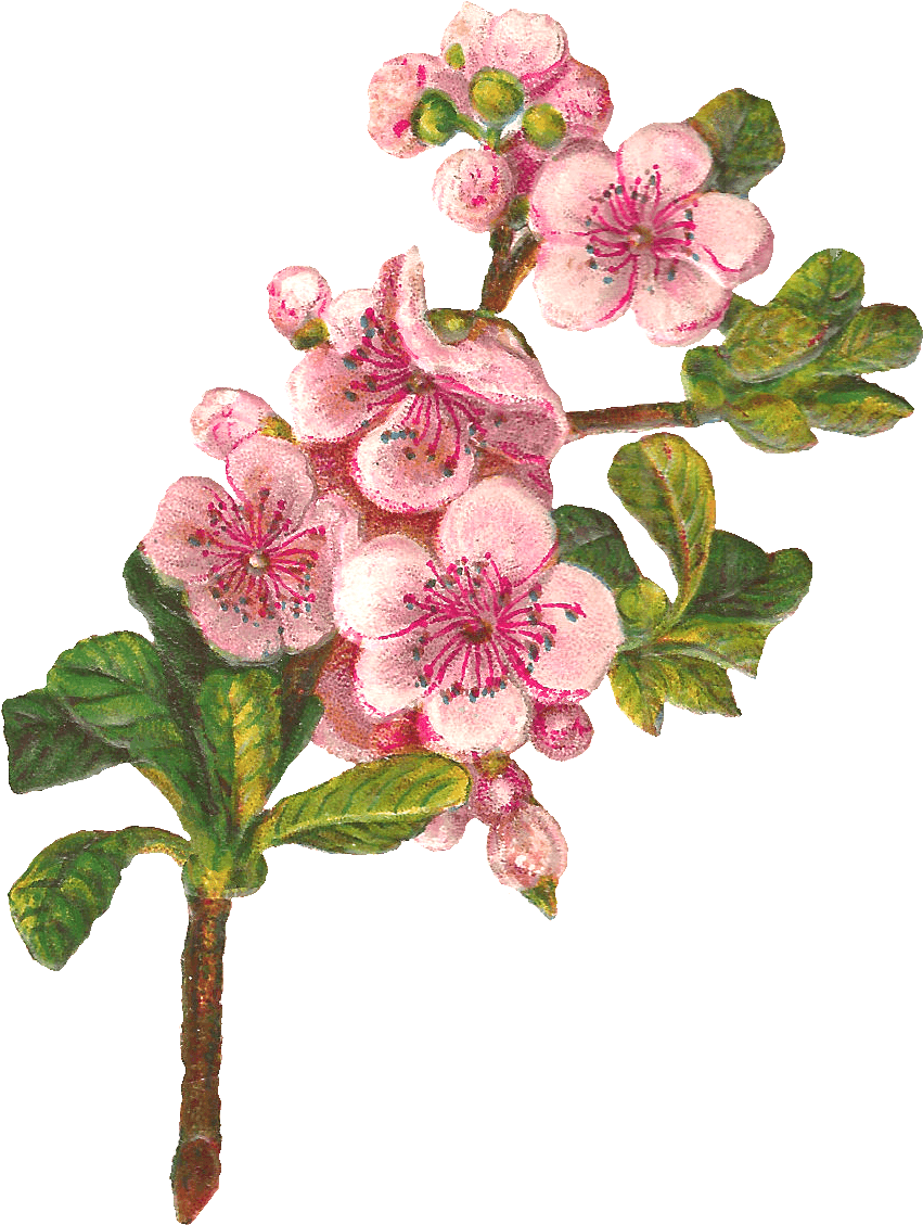 Flower Blossom Apple Image - Apple Blossom Clip Art - Free Transparent PNG Clipart Images Download. - Transparent PNG Free Download | PNGio