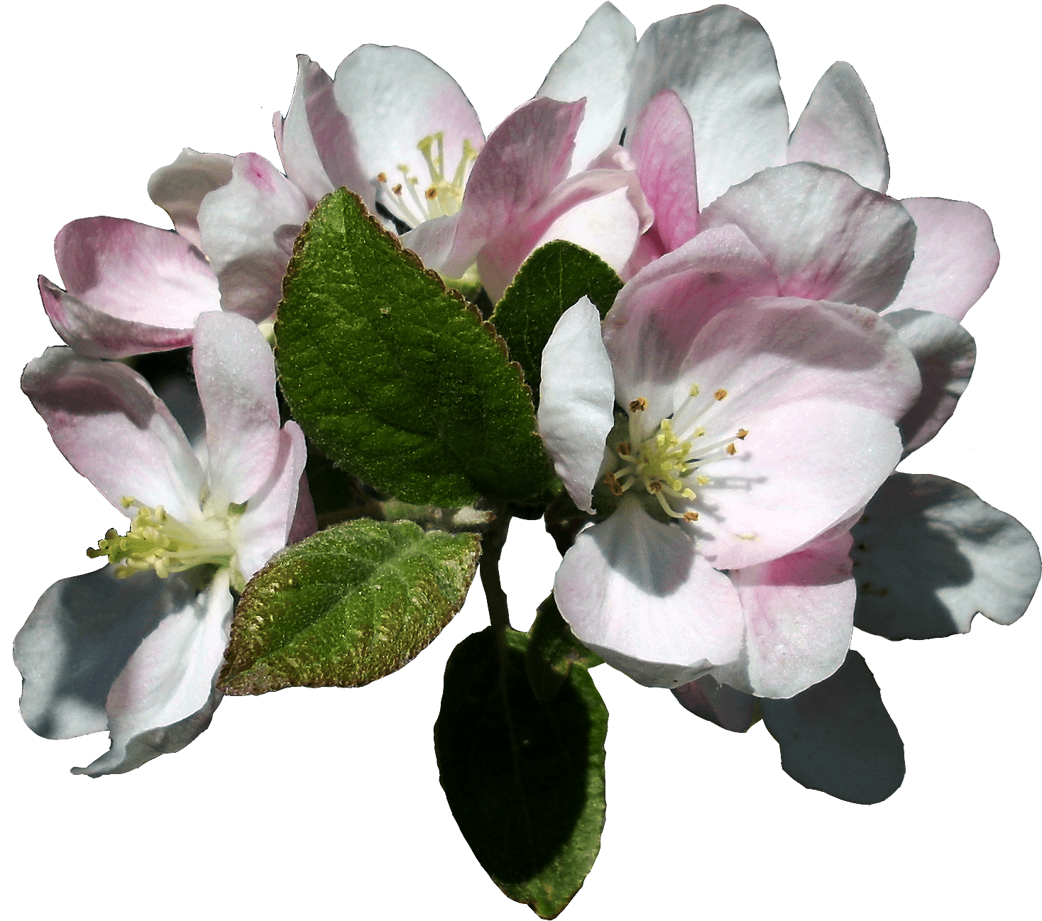 Apple Blossoms 3 Stock, Isolated Png By Vashadaiisha - Apple Blossom Flower Transparent - Free Transparent PNG Clipart Images Download. - Transparent PNG Free Download | PNGio