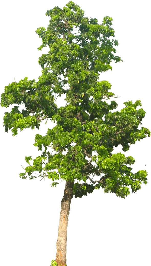 20 Free Tree Png Images - Apple Tree Png - Free Transparent PNG Clipart Images Download. - Transparent PNG Free Download | PNGio