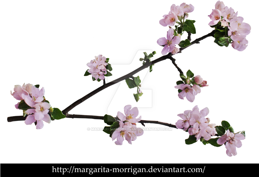 Branch Of Apple Blossoms By Margarita Morrigan - Apple Blossom Branch - Free Transparent PNG Clipart Images Download. - Apple Transparent PNG Free Download