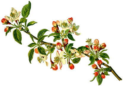 Apple Branch Deciduous Fruit Herbal Medici - Apple Tree Branch Clipart - Free Transparent PNG Clipart Images Download. - Apple Transparent PNG Free Download