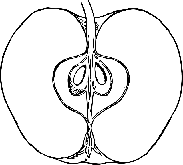 Half Apple, Food, Fruit, Outline, Cross, Drawing, Open, - Cross Section Of An Apple - Free Transparent PNG Clipart Images Download. - Apple Transparent PNG Free Download
