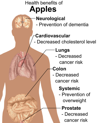 190 × 240 بكسل - Health Benefits Of Apples Transparent PNG - 380x480 - Free Download on - Apple Transparent PNG Free Download