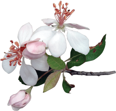 Watercolor Bouquet Transparent - Apple Flowers Png - Free Transparent PNG Clipart Images Download. - Apple Transparent PNG Free Download