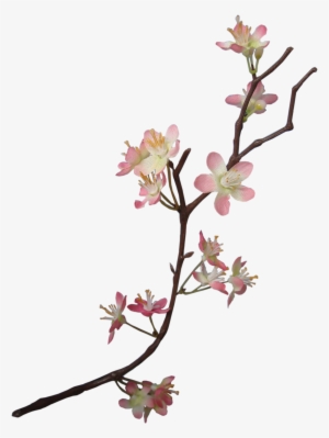 Apple Blossom - Flower Transparent PNG - 2568x3488 - Free Download on - Apple Transparent PNG Free Download