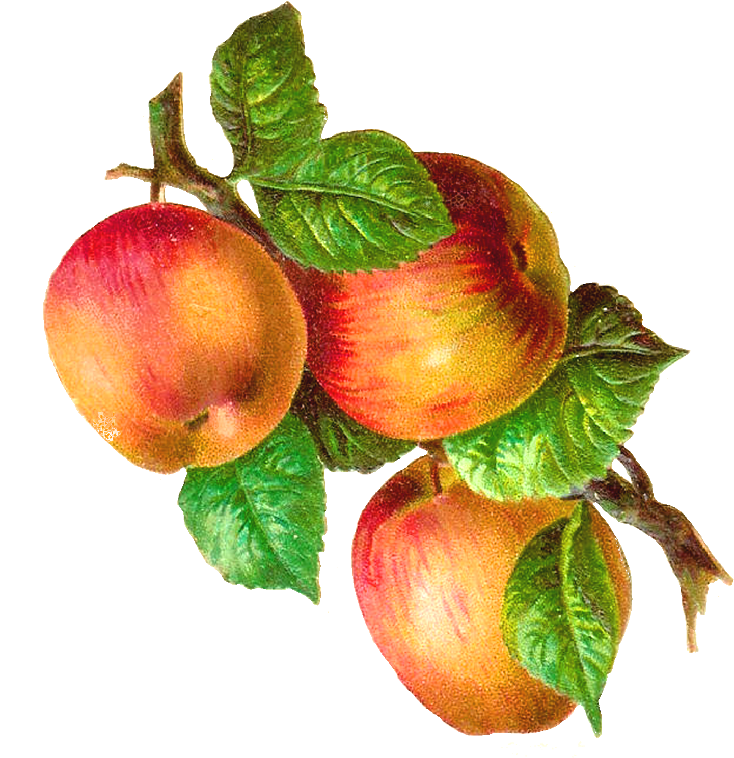 Apple Clipart Vintage - Orchard In The Apple: A Memoir - Free Transparent PNG Clipart Images Download. - Apple Transparent PNG Free Download