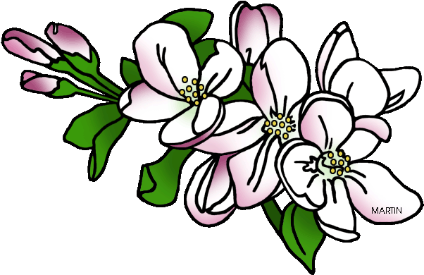 Jpg Freeuse United States Clip Art By Phillip Martin - Apple Blossom Michigan State Flower Transparent PNG - 648x423 - Free Download on - Apple Transparent PNG Free Download