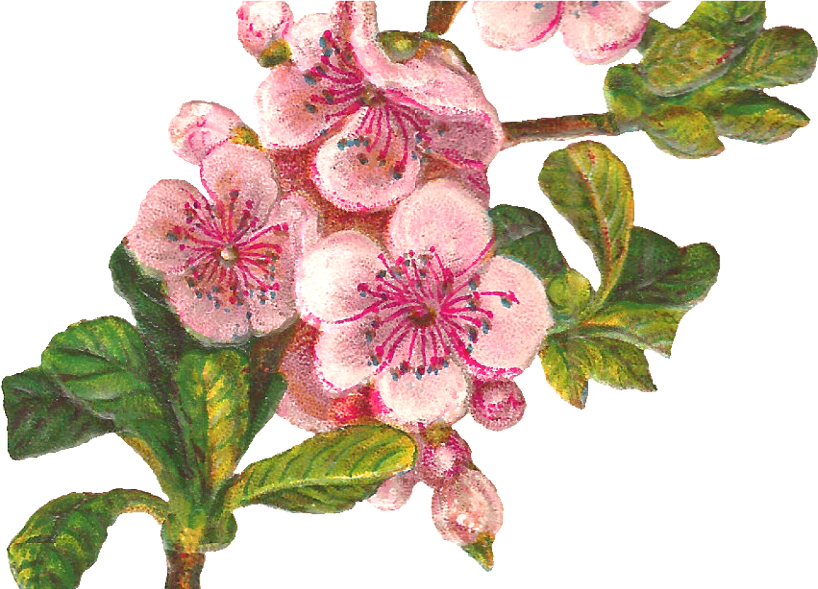 Botanical Art Apple Blossom Flower Digital Download - Apple Blossom Clip Art - Free Transparent PNG Clipart Images Download. - Apple Transparent PNG Free Download