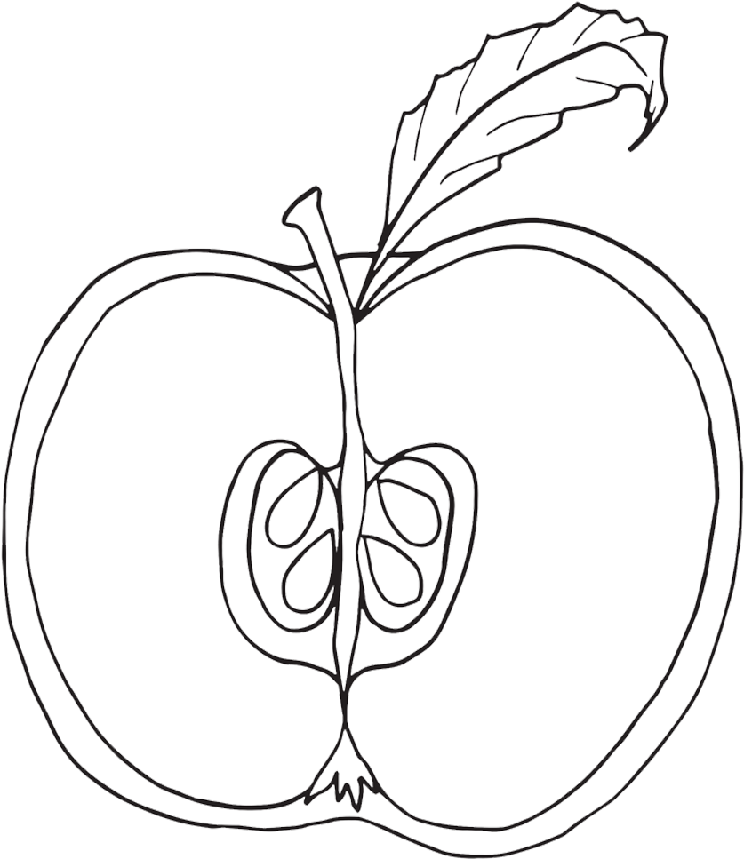 Parts Of An Apple Coloring Pages, Nomenclature Cards, - Parts Of An Apple Coloring Page Transparent PNG - 1000x1000 - Free Download on - Apple Transparent PNG Free Download