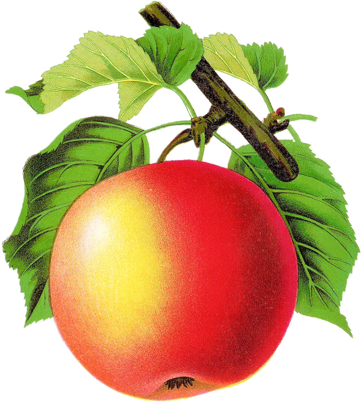Digital Vintage Apple Clipart Downloads - Vintage Apple Png - Free Transparent PNG Clipart Images Download. - Apple Transparent PNG Free Download