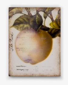 Persimmon, HD Png Download - Apple Transparent PNG Free Download