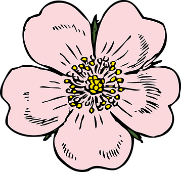 Apple Blossom Flower Rose Plant Wild Summe - Wild Rose Clip Art - Free Transparent PNG Clipart Images Download. - Apple Transparent PNG Free Download