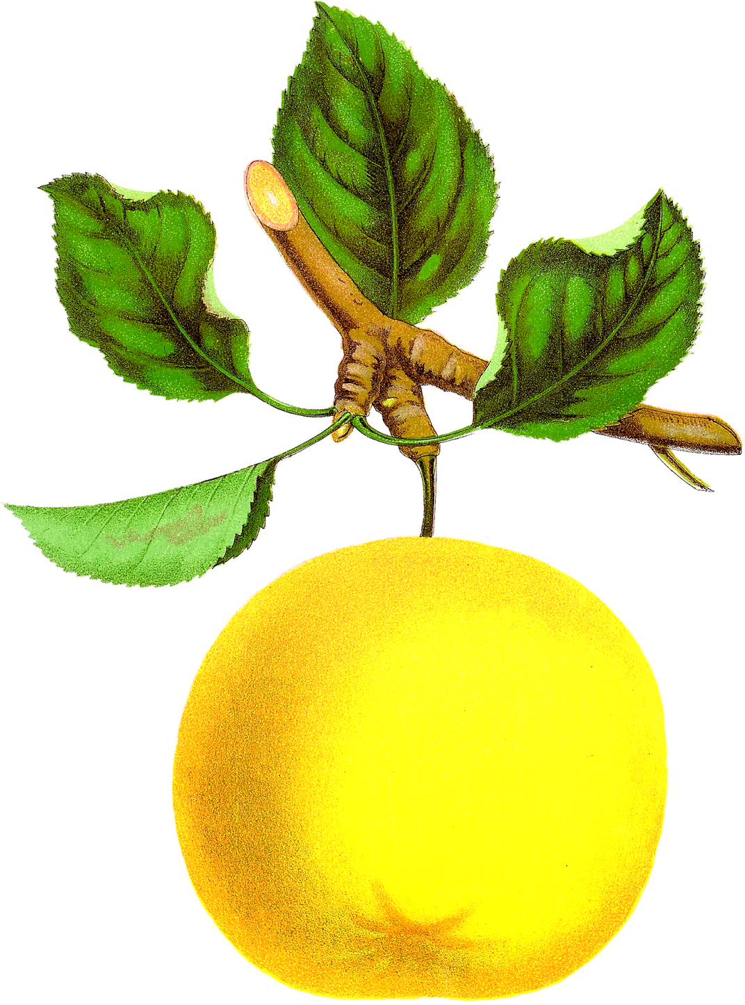 Digital Vintage Apple Clipart Downloads - Vintage Fruits Free Clip Art - Free Transparent PNG Clipart Images Download. - Apple Transparent PNG Free Download
