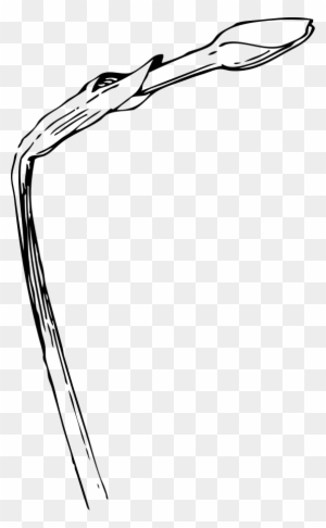 Narcissus Bud Clip Art - Apple Bud Clipart Black And White - Free Transparent PNG Clipart Images Download. - Apple Transparent PNG Free Download