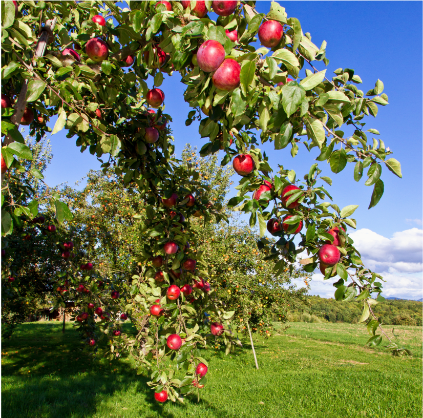 Pfanner Getraenke Apfel Bodensee Streuobstwiese Apfelbaum - Apple Transparent PNG - 1200x815 - Free Download on - Apple Transparent PNG Free Download