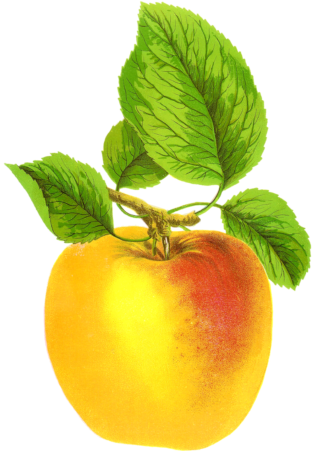 Free Digital Fruit Images Vintage Clip Art Apple Grime's - Vintage Apple Free - Free Transparent PNG Clipart Images Download. - Apple Transparent PNG Free Download