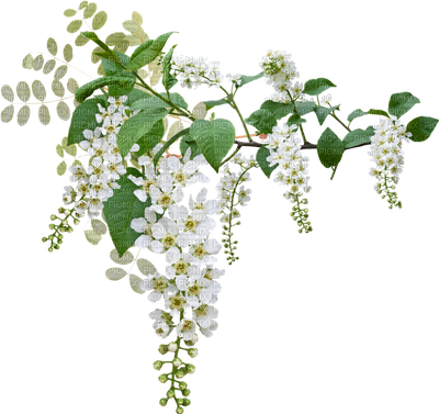 A Branch Of Apple Tree - Healing Hepatitis & Liver Disease Naturally By - Free Transparent PNG Clipart Images Download. - Apple Transparent PNG Free Download