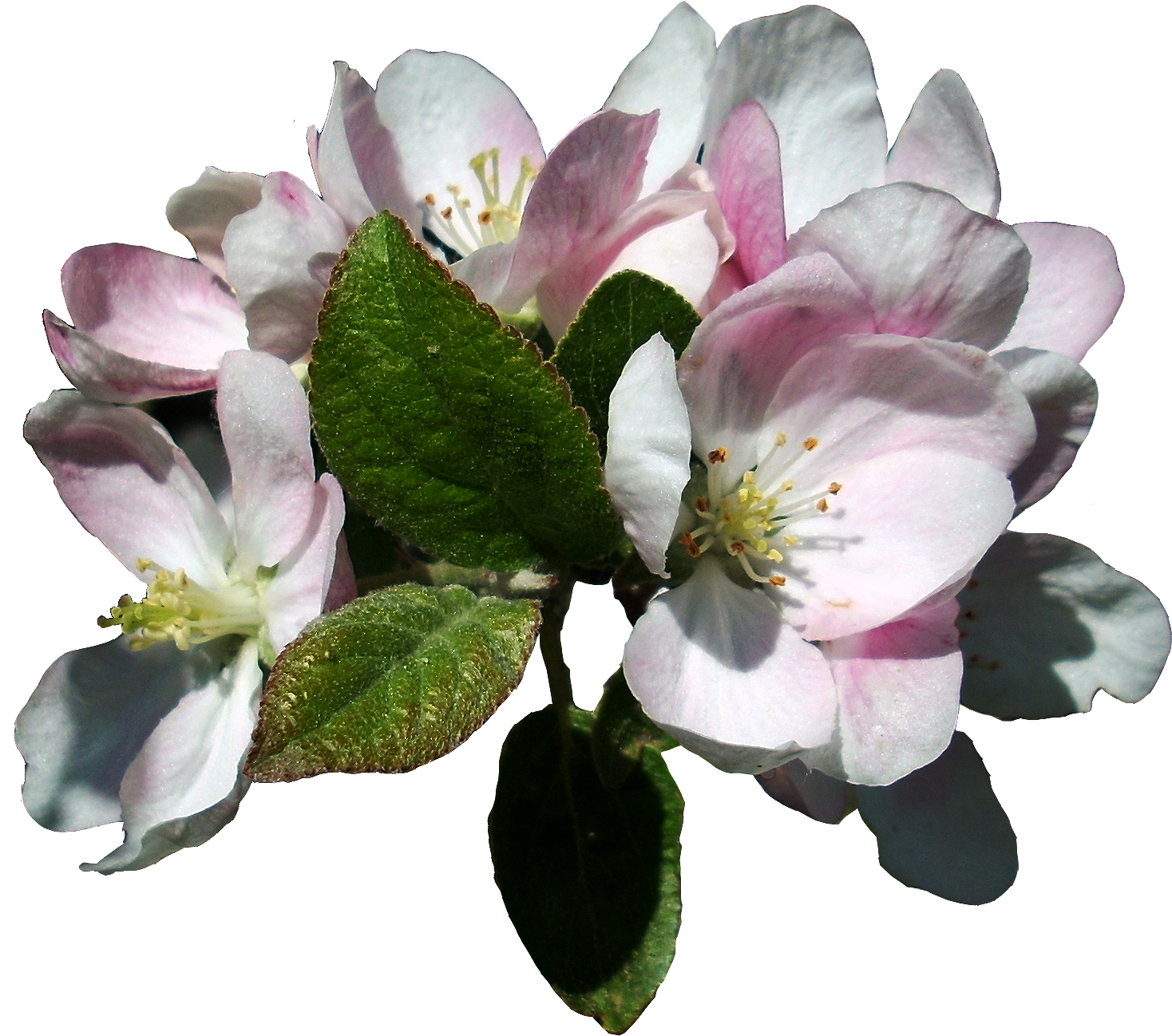 Apple Blossoms 3 Stock, Isolated Png By Vashadaiisha - Apple Blossom Flower Transparent - Free Transparent PNG Clipart Images Download. - Apple Transparent PNG Free Download