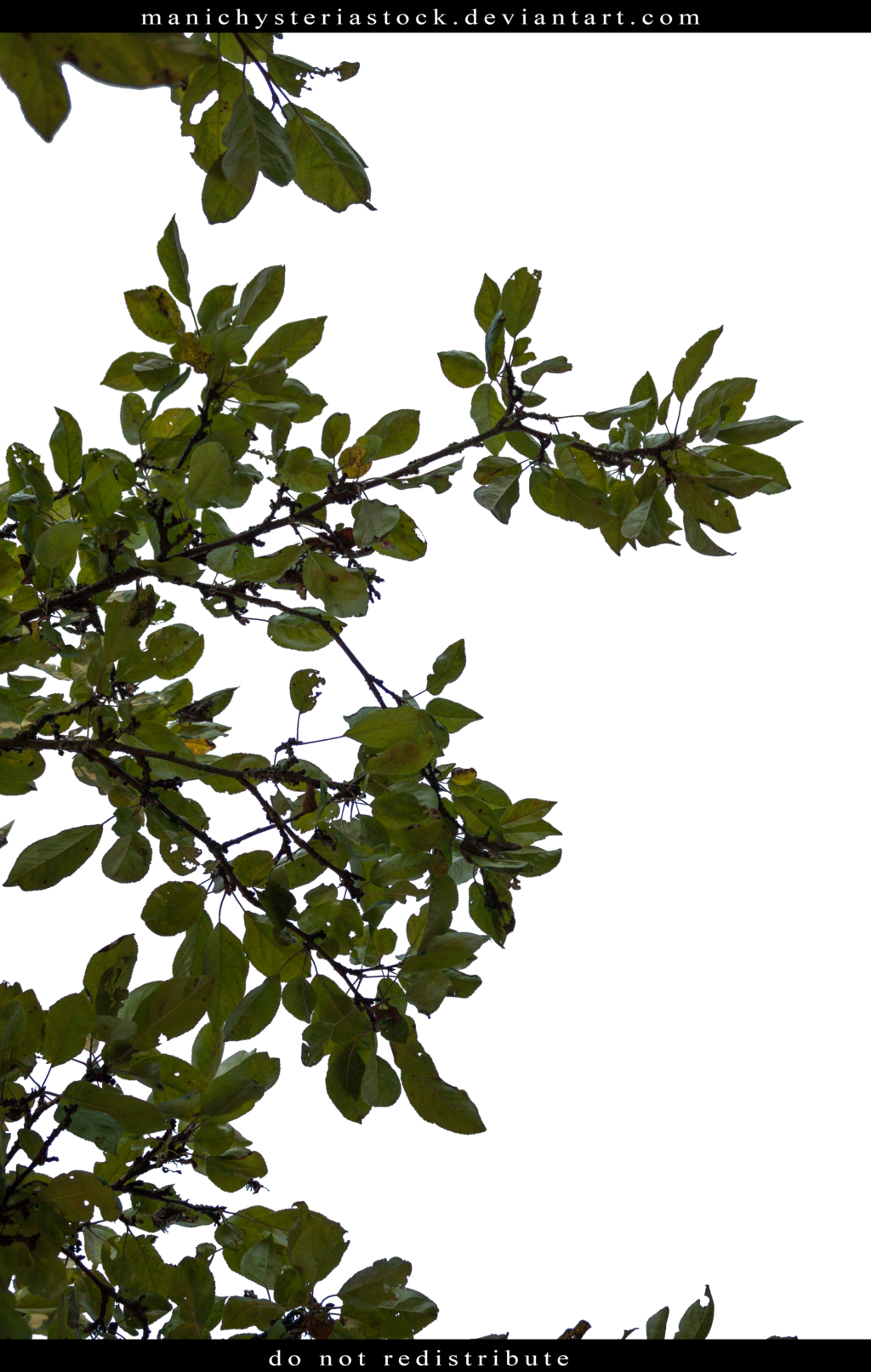 Manichysteriastock Apple Tree Foliage Cut Out By Manichysteriastock - January 29 - Free Transparent PNG Clipart Images Download. - Apple Transparent PNG Free Download