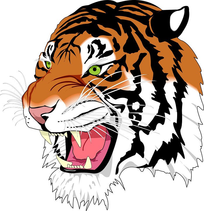 Wildcat Basketball Cliparts 12, Buy Clip Art - Svg Image Example - Free Transparent PNG Clipart Images Download. - Basketball Transparent PNG Free Download