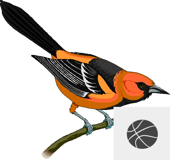 Rocky Grove High School Varsity Girls Basketball Schedule - Maryland State Bird - Free Transparent PNG Clipart Images Download. - Basketball Transparent PNG Free Download