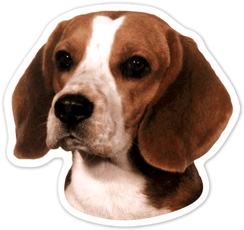 Car & Motorbike Stickers - Beagle Dog Portrait Counted Cross Stitch Pattern Transparent PNG - 500x471 - Free Download on - Car Transparent PNG Free Download